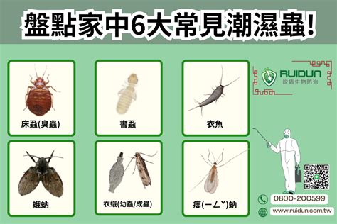 房間木頭潮濕蟲|【潮濕蟲】驚現黑色潮濕蟲？教你9大清除方法 